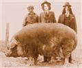 ANGELPIG