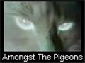 Amongst The Pigeons